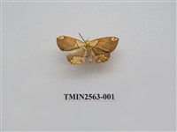 藏品(尺蛾62)的圖片